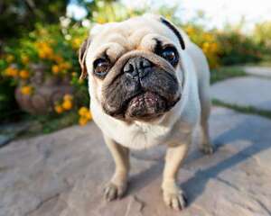 巴哥犬喜欢吃什么