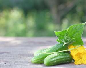 买了水果黄瓜的种子怎么播种呢