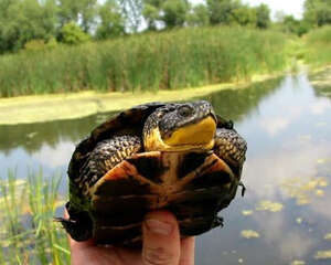 如何制作龟甲标本