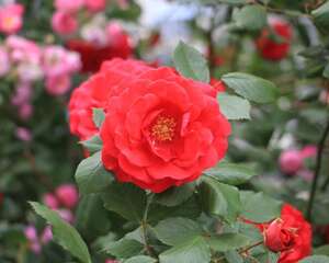 月季扦插最简单方法