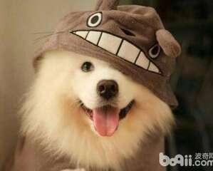 狗狗的尴尬期是从什么时候开始的？