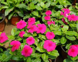 长春花净化空气吗