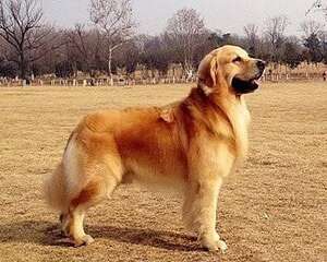 金毛寻回犬好养吗 金毛寻回犬怎么养