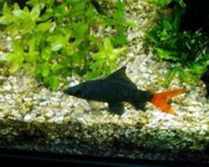 红尾黑鲨的饲养环境