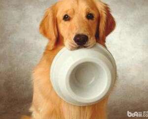 成犬粮应该怎么挑选？