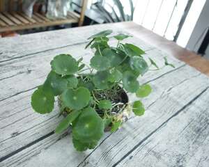 铜钱草除甲醛吗