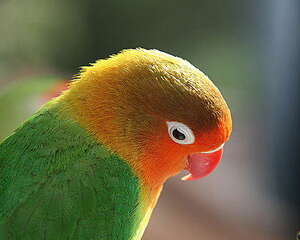 观赏鸟滞食问题解析