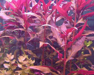 苋科水草饲养方法