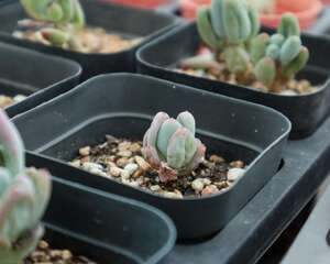 知道吗？你养的那些多肉，有些是能吃的！