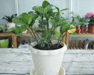 栀子花用什么盆养