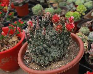 仙人球可以放在客厅吗