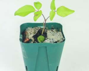 什么品种的铁线莲适合新手养殖