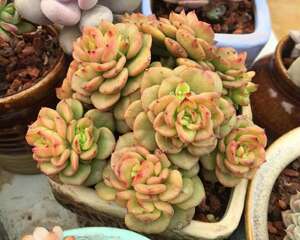 单头如何变群生实战经验：比撸叶子群生概率更高的居然是这种方式