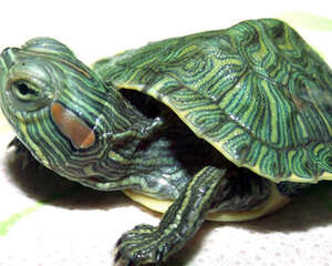 宠物龟白眼病的预防措施