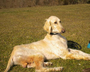 狗狗太瘦是怎么回事