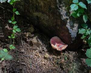 香菜怎么种植容易发芽