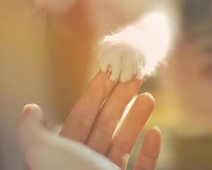 猫咪肉垫长了猫廯怎么办