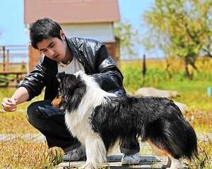赛级犬的判定标准