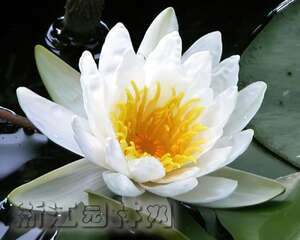 睡莲的栽种栽培方法与栽种培养管理（图）