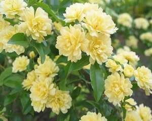 木香花的栽培养殖技术
