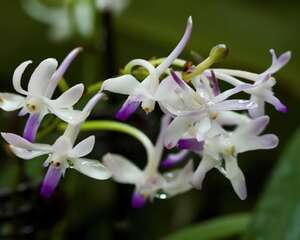 武夷兰（彗星兰）的介绍与养护要点