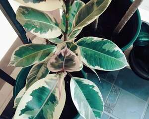 这花叶子带花纹，放阴凉地儿长得更旺，摆客厅能镇宅！