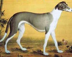 细犬幼犬喂养注意事项