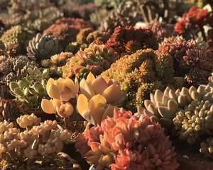 她养的多肉，盆盆遭疯抢，肉肥叶美太馋人！