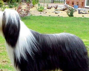 养成好的饮食习惯防止狗狗拒食