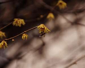 冬季蜡梅的扦插繁殖技术