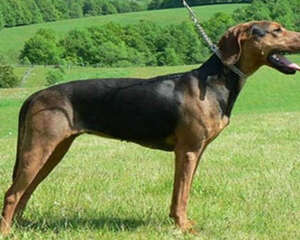 巴尔干猎犬介绍