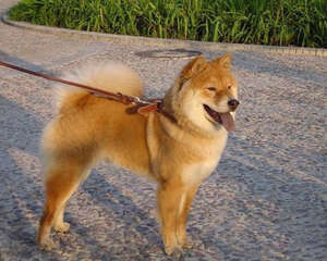 秋田犬的性格介绍