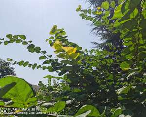 紫荆冬季短截造型能做不，冬季注意事项