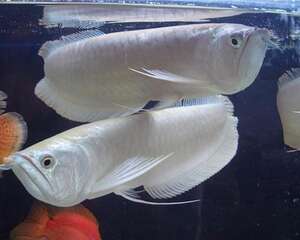 银龙鱼多少钱一条？银龙鱼价格