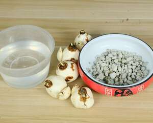 水仙适合放在室内吗