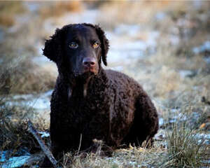卷毛寻回猎犬的养护知识