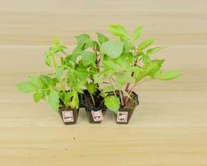 小丽花什么时候开花