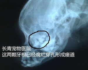 犬猫牙龈炎牙根腐烂导致的颜面瘘
