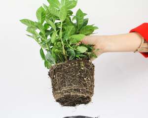 厨余垃圾养好小叶栀子