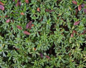 杜鹃花烂根怎么办