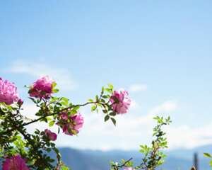 蔷薇花能在室内养吗