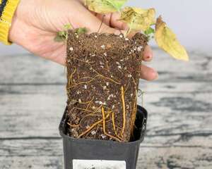 铁线莲扦插的最佳时间