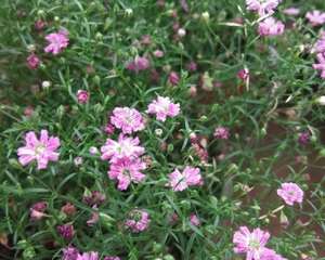 满天星发芽后怎么养