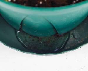 铁线莲什么时候修剪