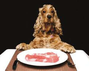 给狗狗喂食植物性食物的注意事项