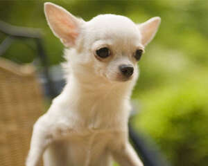 狗狗的听觉有多灵敏