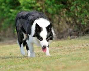 边境牧羊犬晚上一直叫扰人休息?