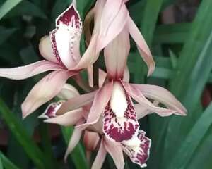 这花秋天最怕晒，晒一盆死一盆，赶紧挪个地儿！