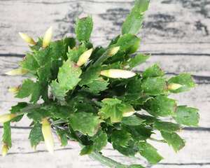 蟹爪兰夏季怎么养