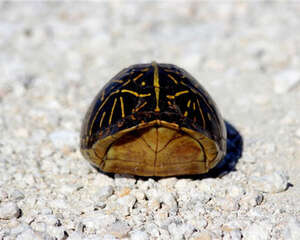 佛罗里达箱龟的养护方法